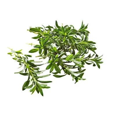 Bohnenkraut, aus Marokko, 40 g Packung